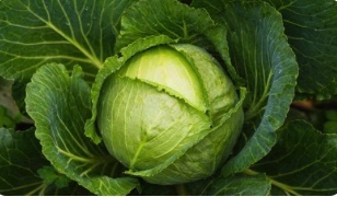 Cabbage