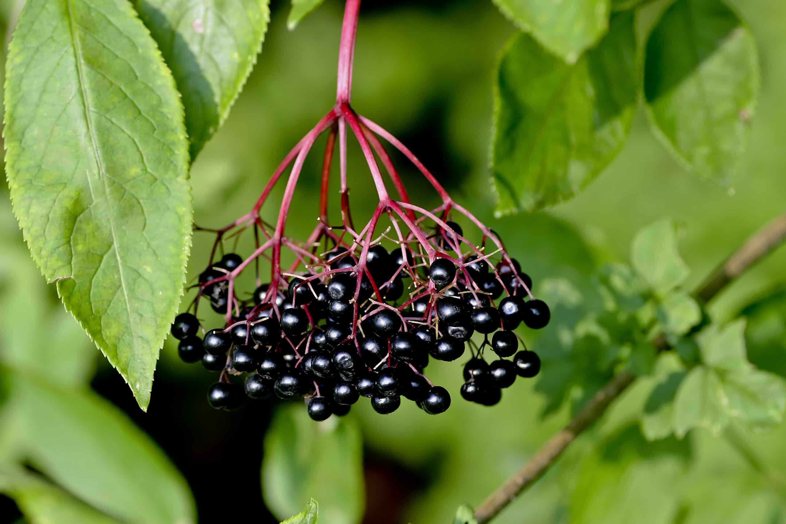 Organic Elderberry syrup