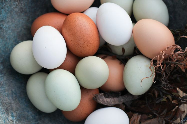 Chicken Eggs