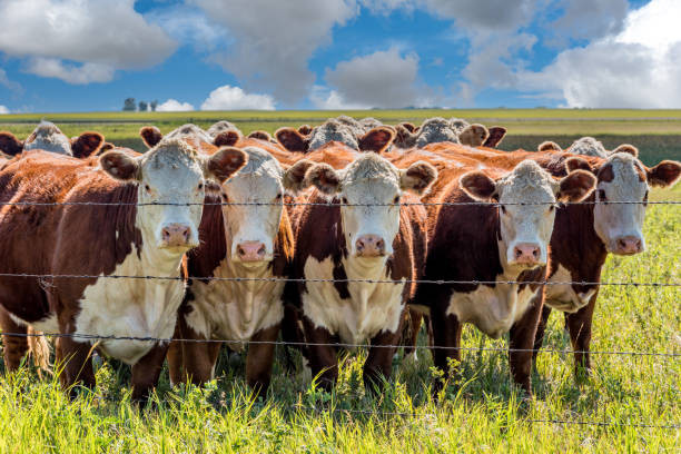 Beef breed 500 - 600 lbs