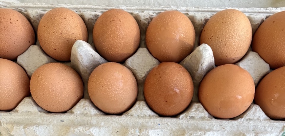 Homestead Farm Eggs