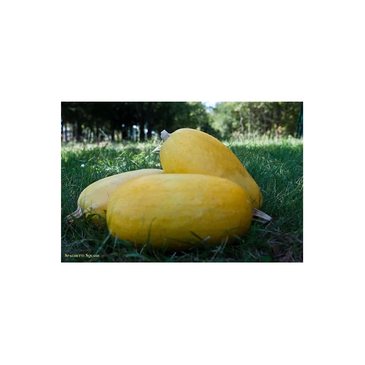 Squash, Vegetable Spaghetti Heirloom Seed
