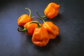 Bulk Habanero Hot Peppers