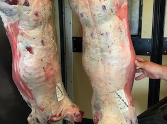 Whole Lamb