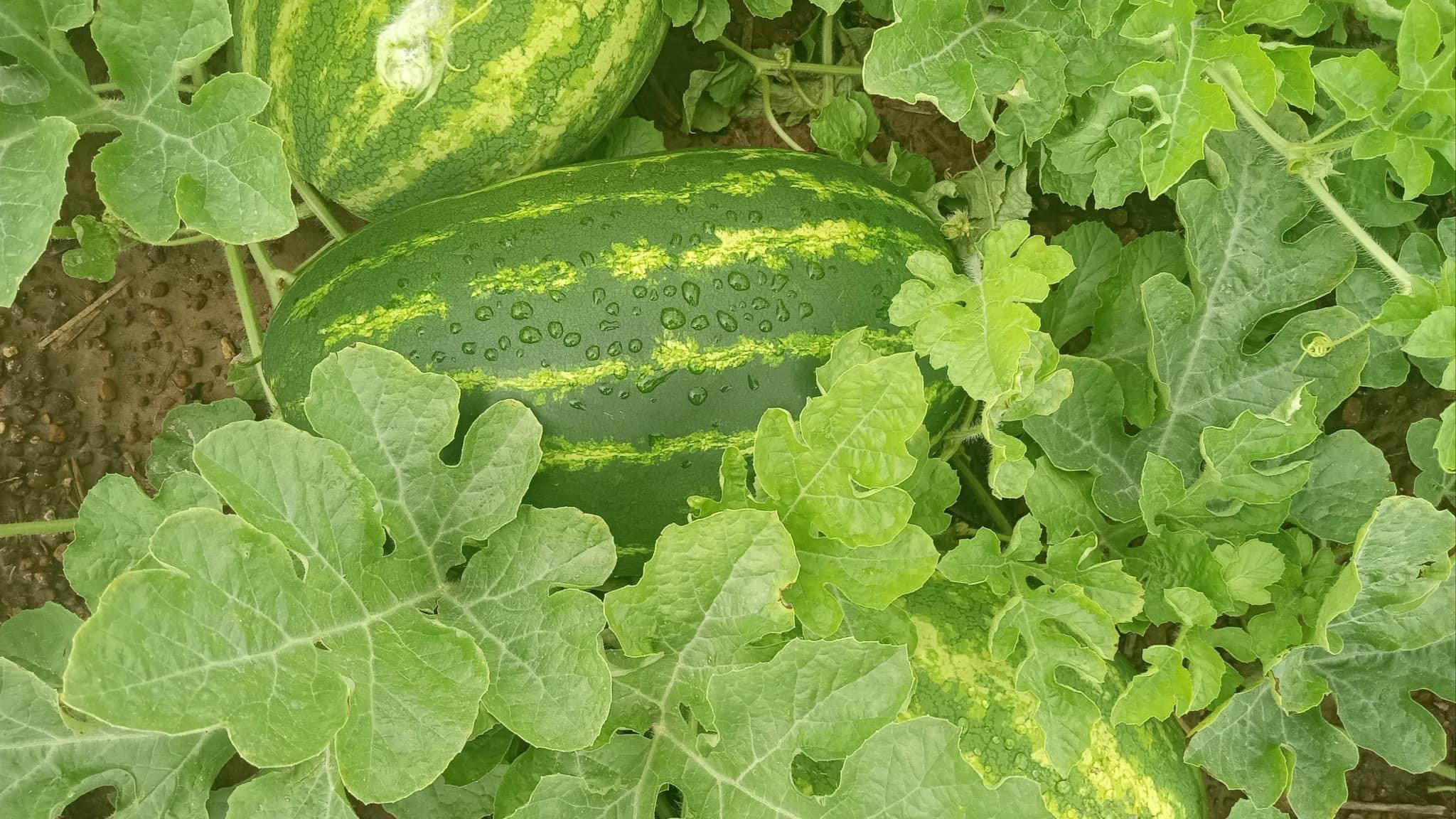 Watermelon Seeded Sangria