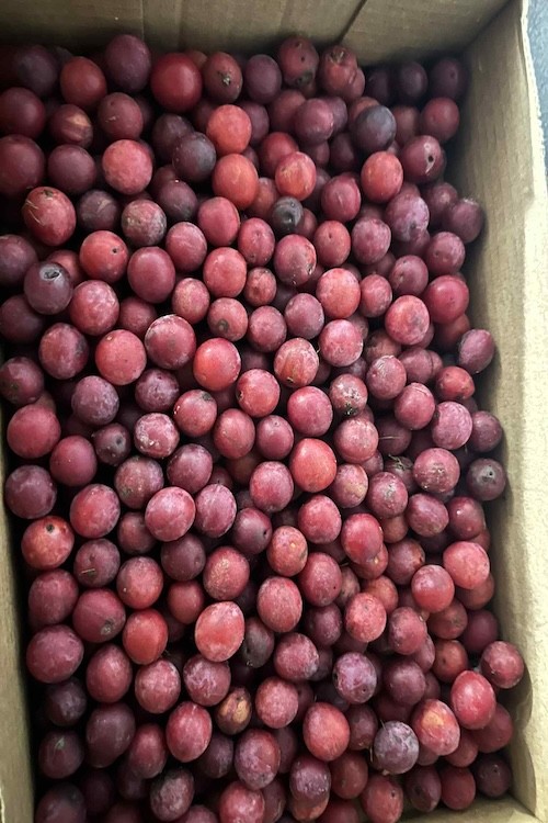 Wild Plums