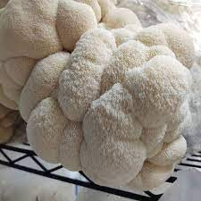 Lions Mane Mushrooms