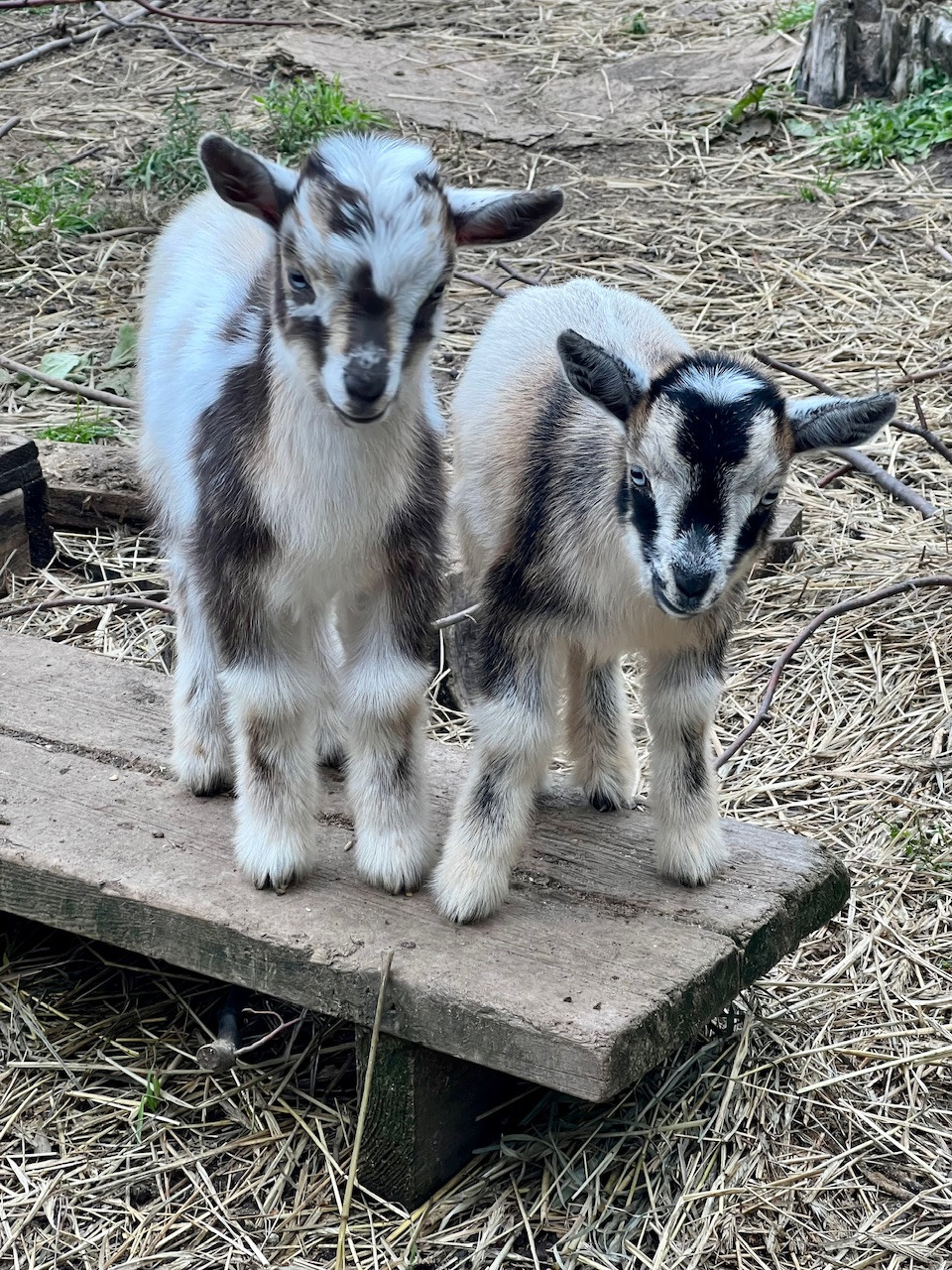 Fainting Goat