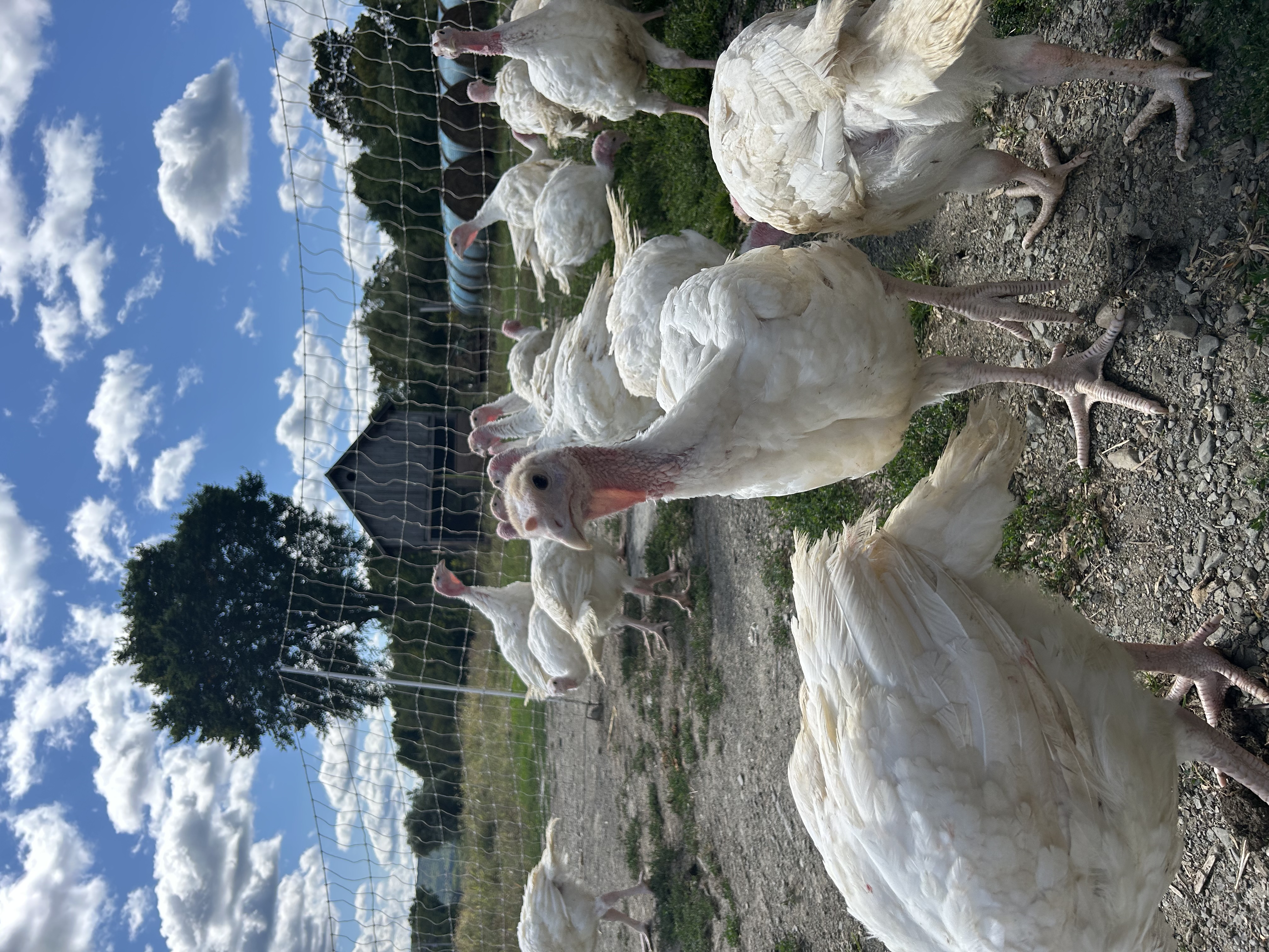 Frozen Turkey, 18-30 lbs.