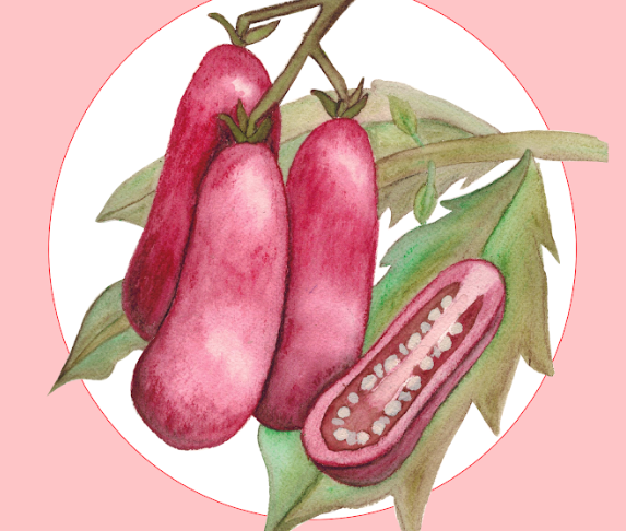 Seeds, "San Marzano" tomato