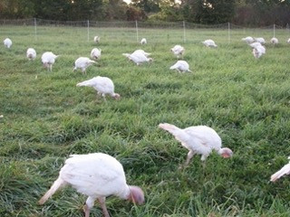 Local Organic Turkey