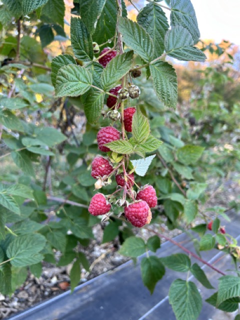 Raspberries