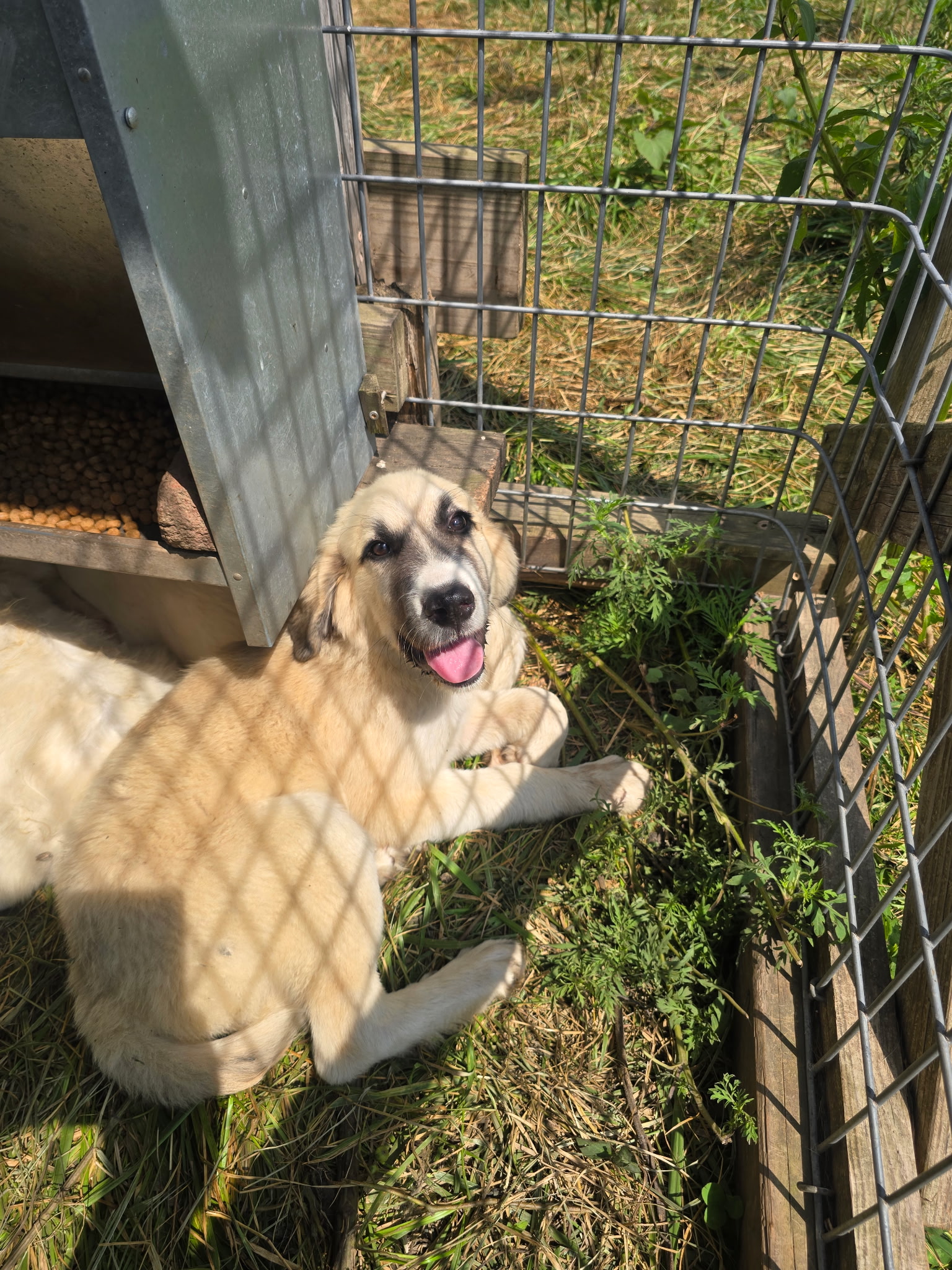 LGD - Male Pup dob 4/8/26 Masked buff and white