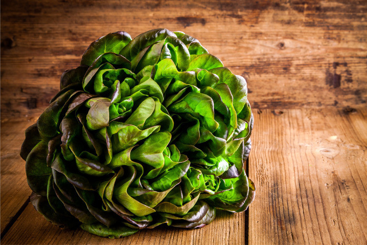 Lettuce, Red Bibb