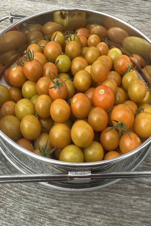 Sun Gold Cherry Tomatoes