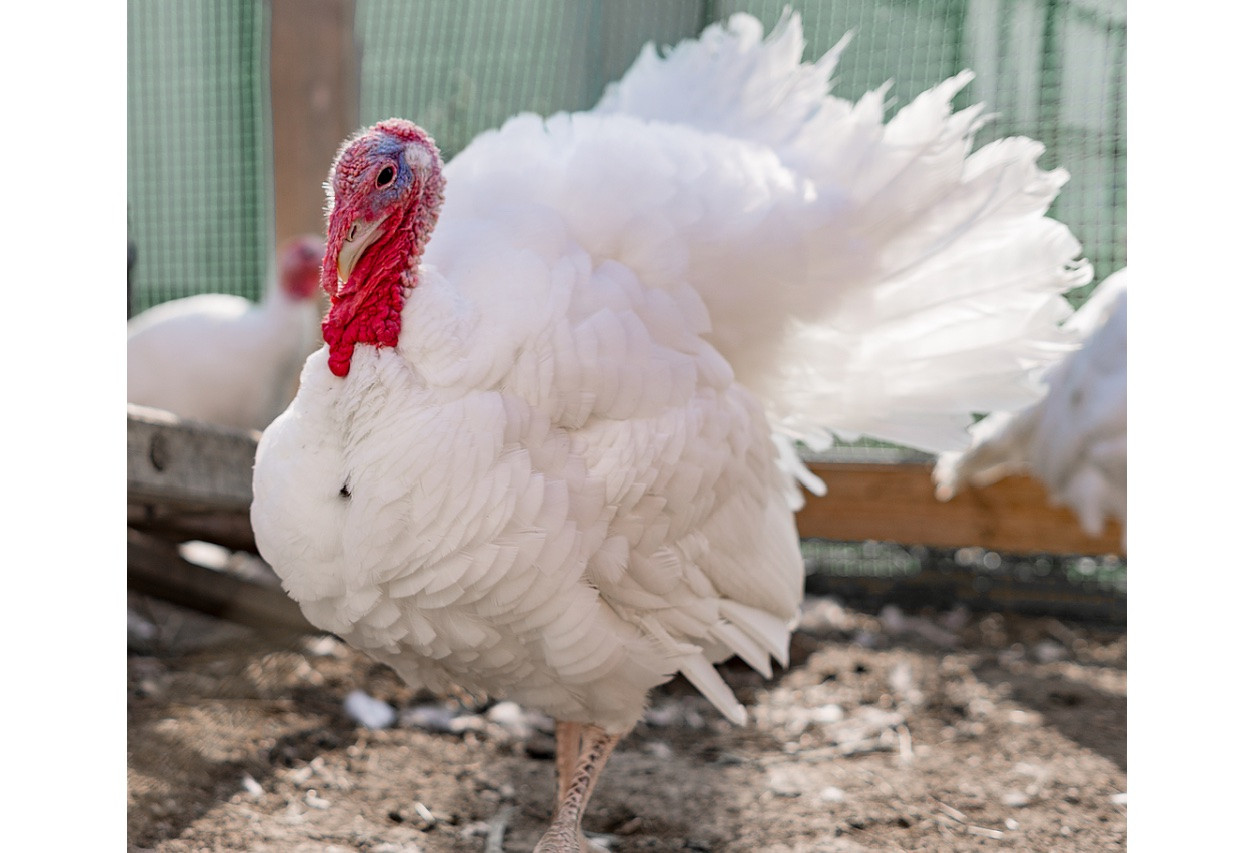 DEPOSIT FOR 10-15lb Broad Breasted White Whole Turkey - Farm Store