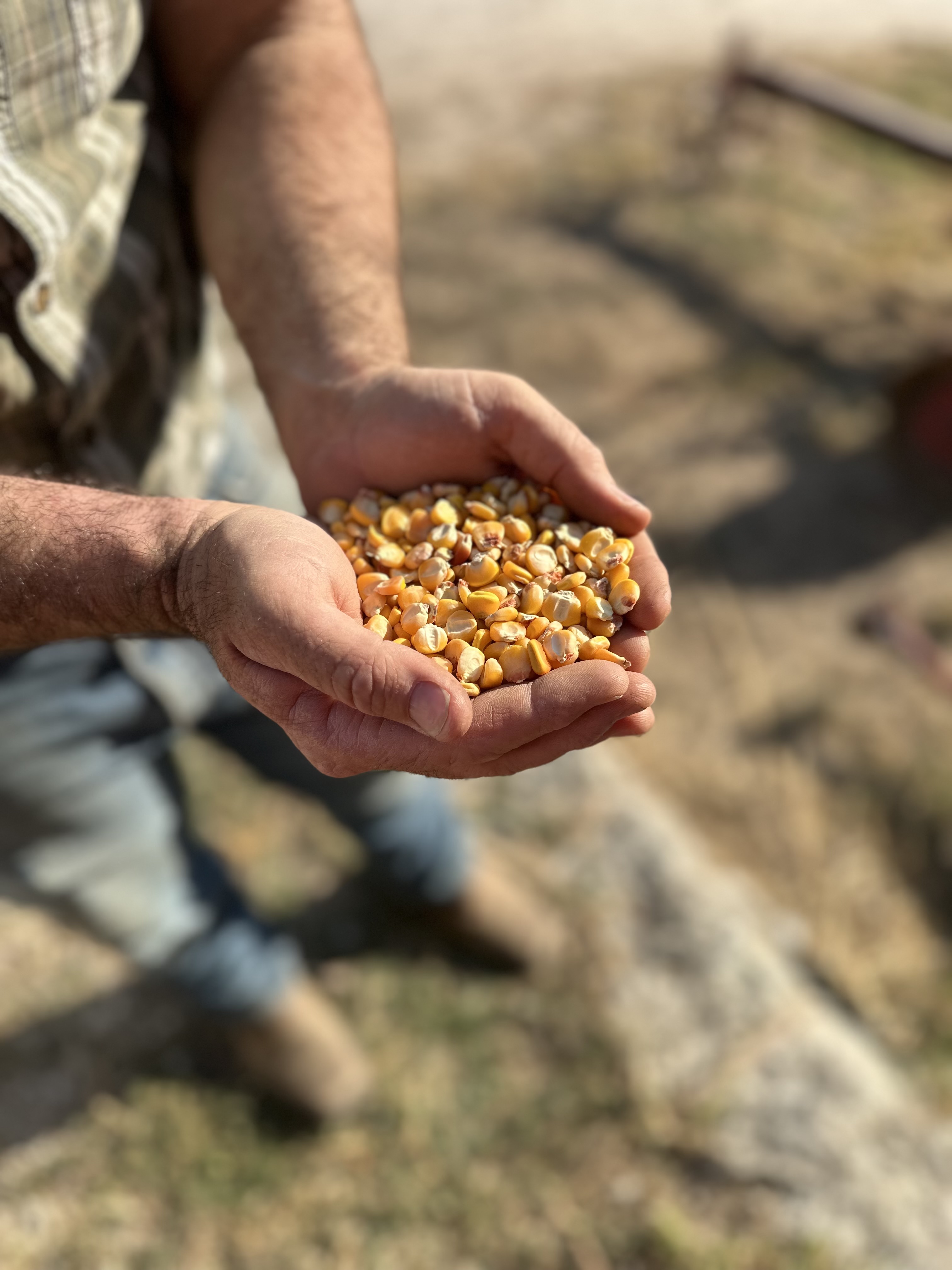 Corn Kernels (2 lb pkg.)