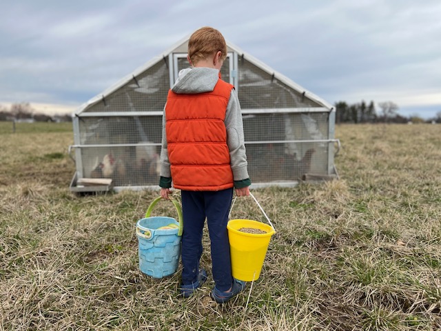 1 Dozen - Rainbow Eggs (Corn & Soy Free)