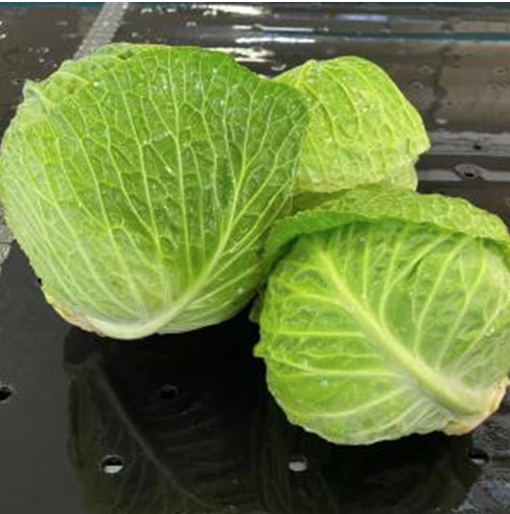 Cabbage, Savoy organic  (RG)