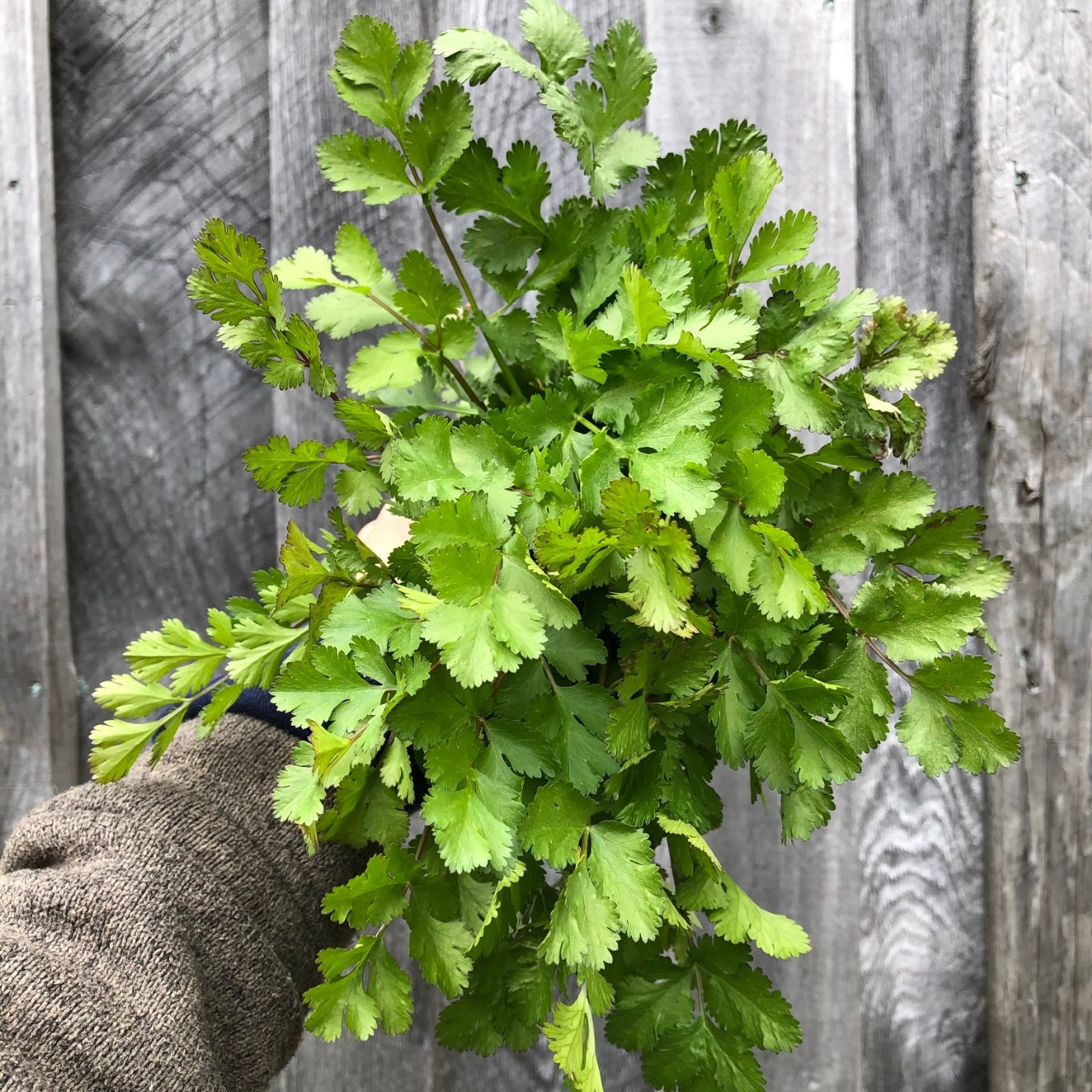 Cilantro