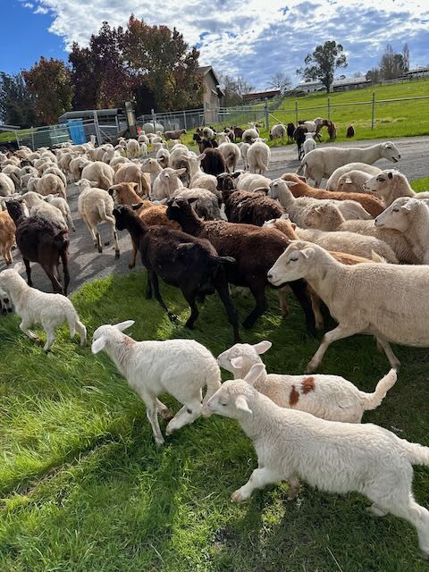 Live Weaned Lamb