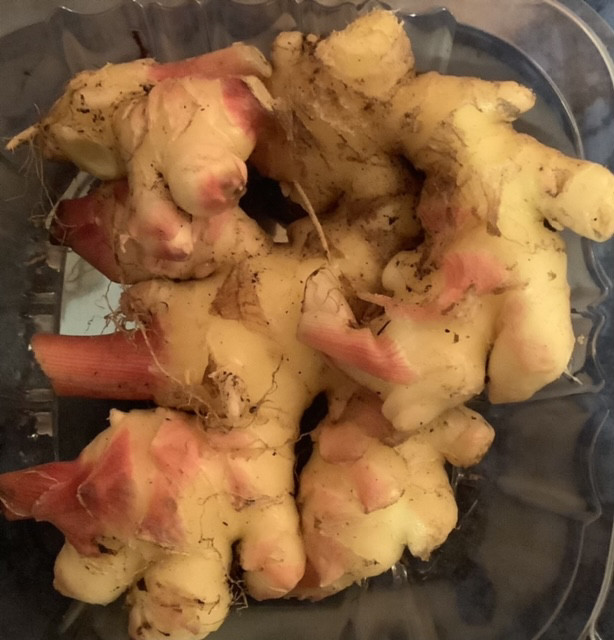 Amberland Farm Ginger