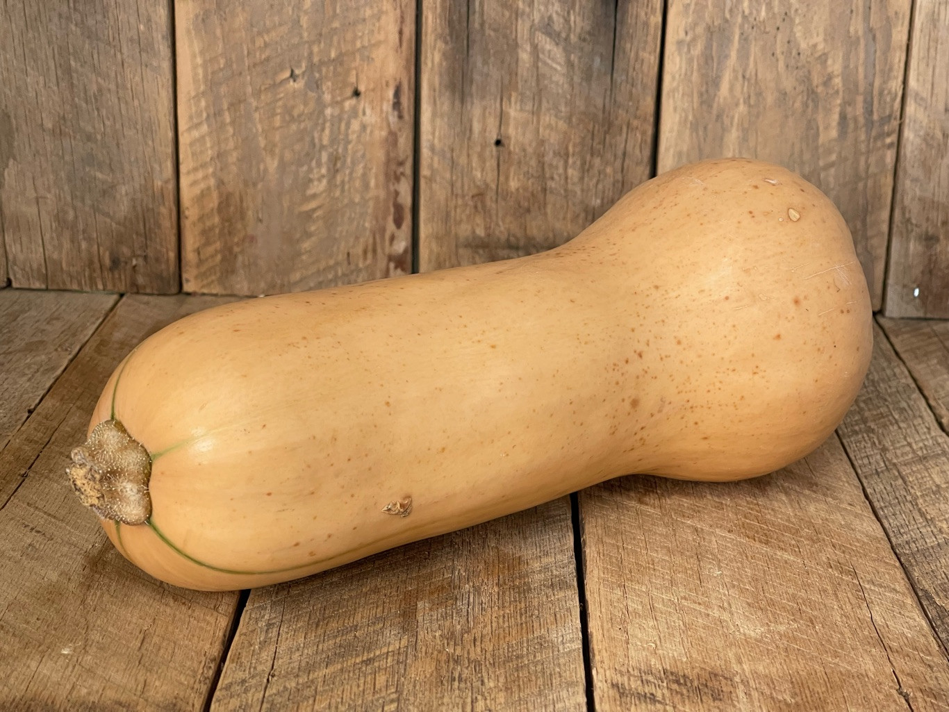 Butternut Squash