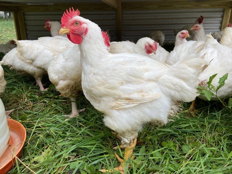 Whole Chicken Pre-Order