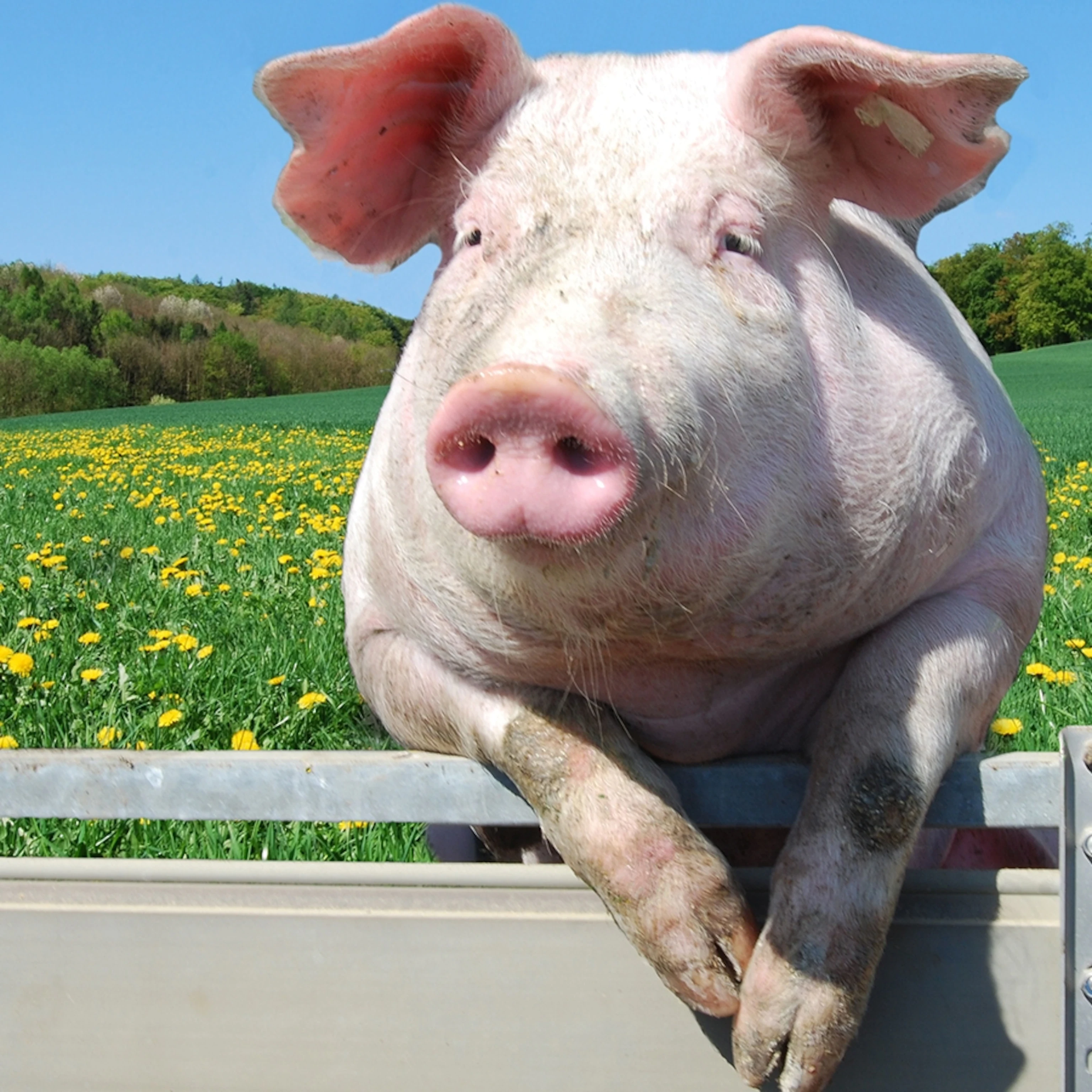 Make your own Bacon Kit