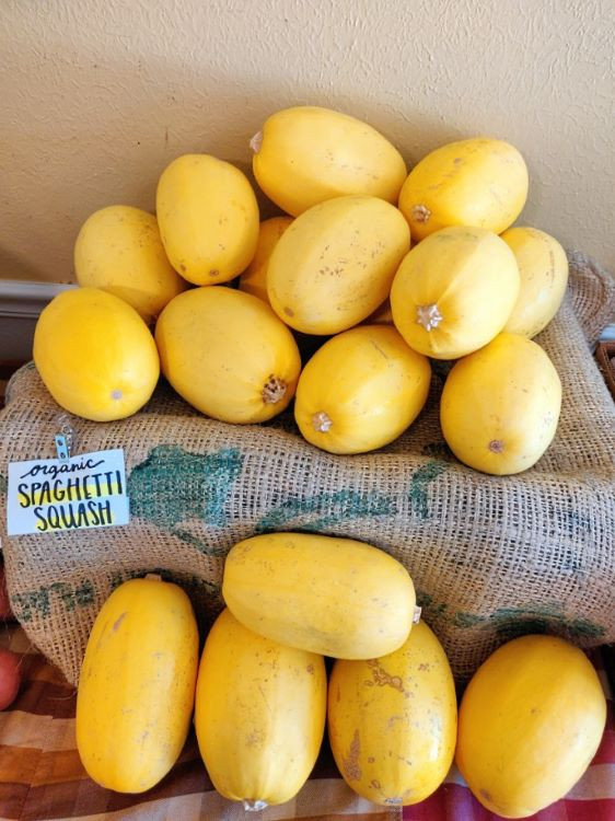 Organic Spaghetti Squash