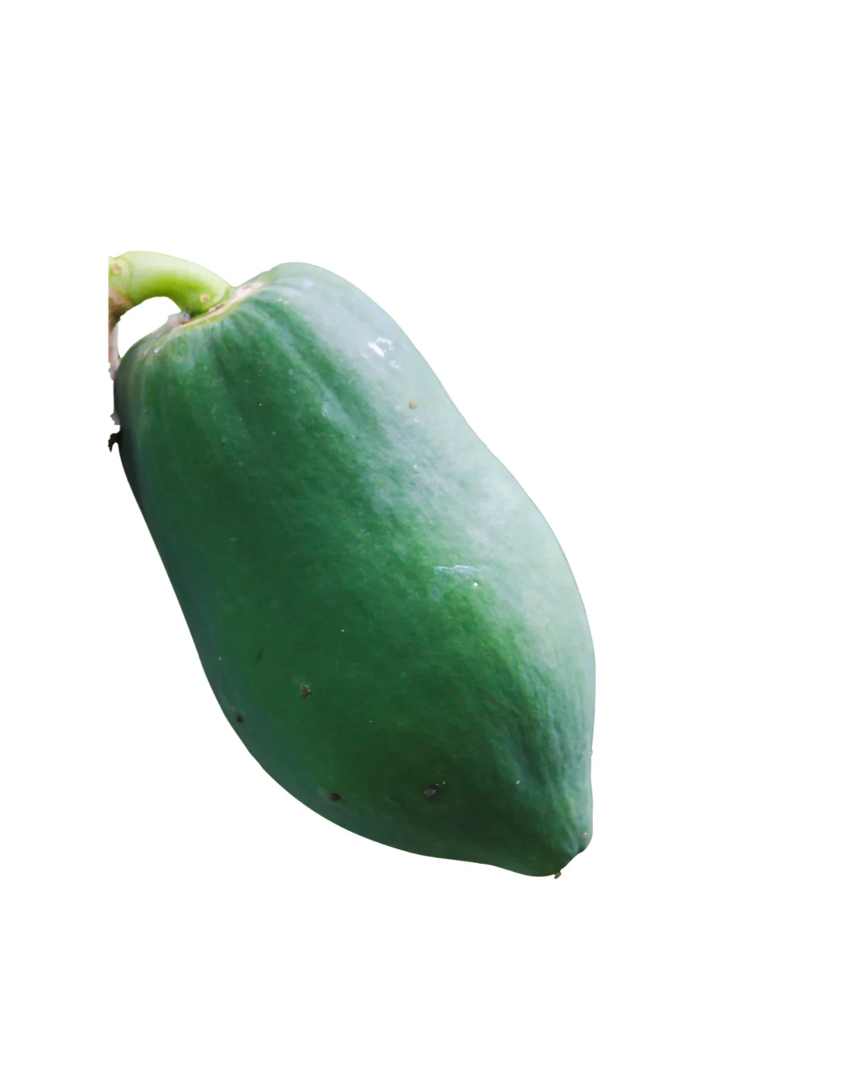 GREEN PAPAYA LB