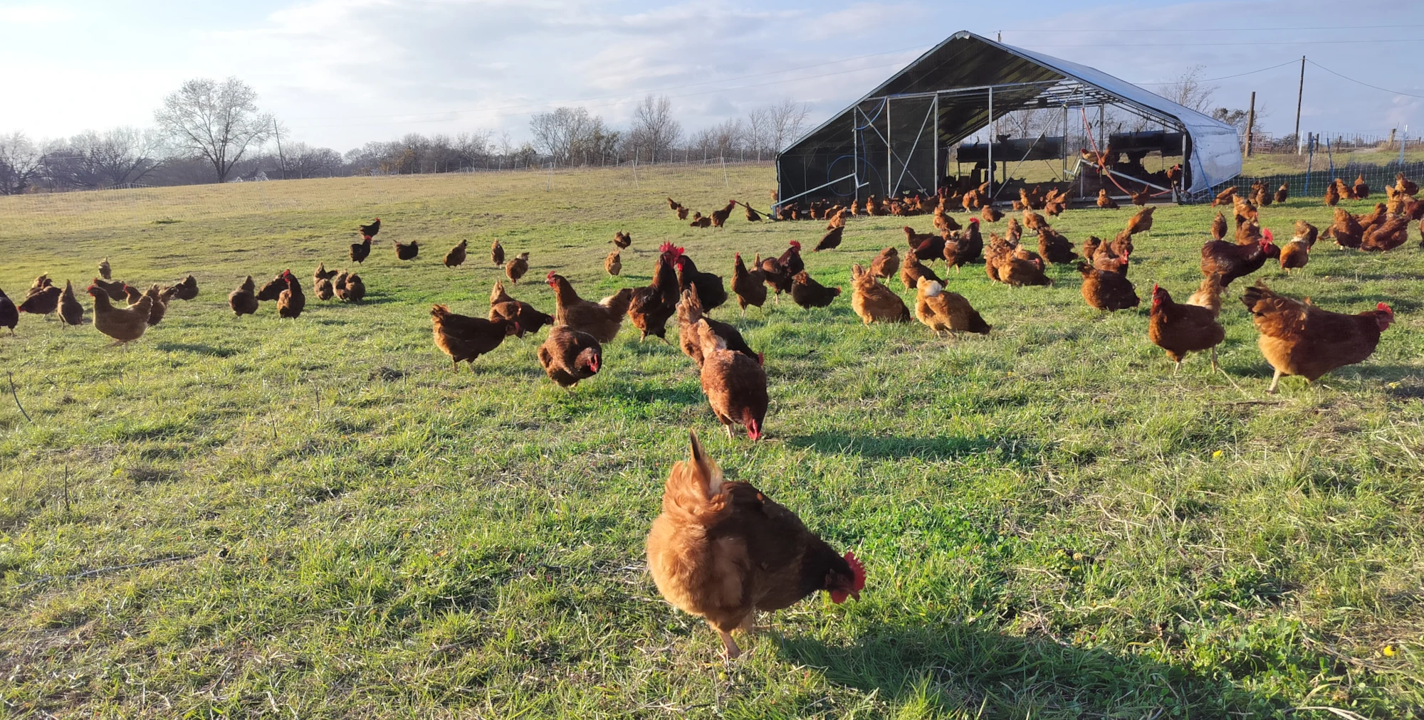 Stew Hen (Country Chicken)
