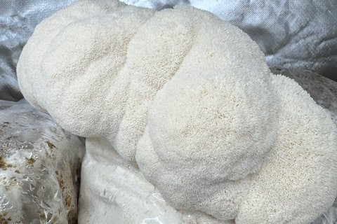 Lion's Mane (Small)