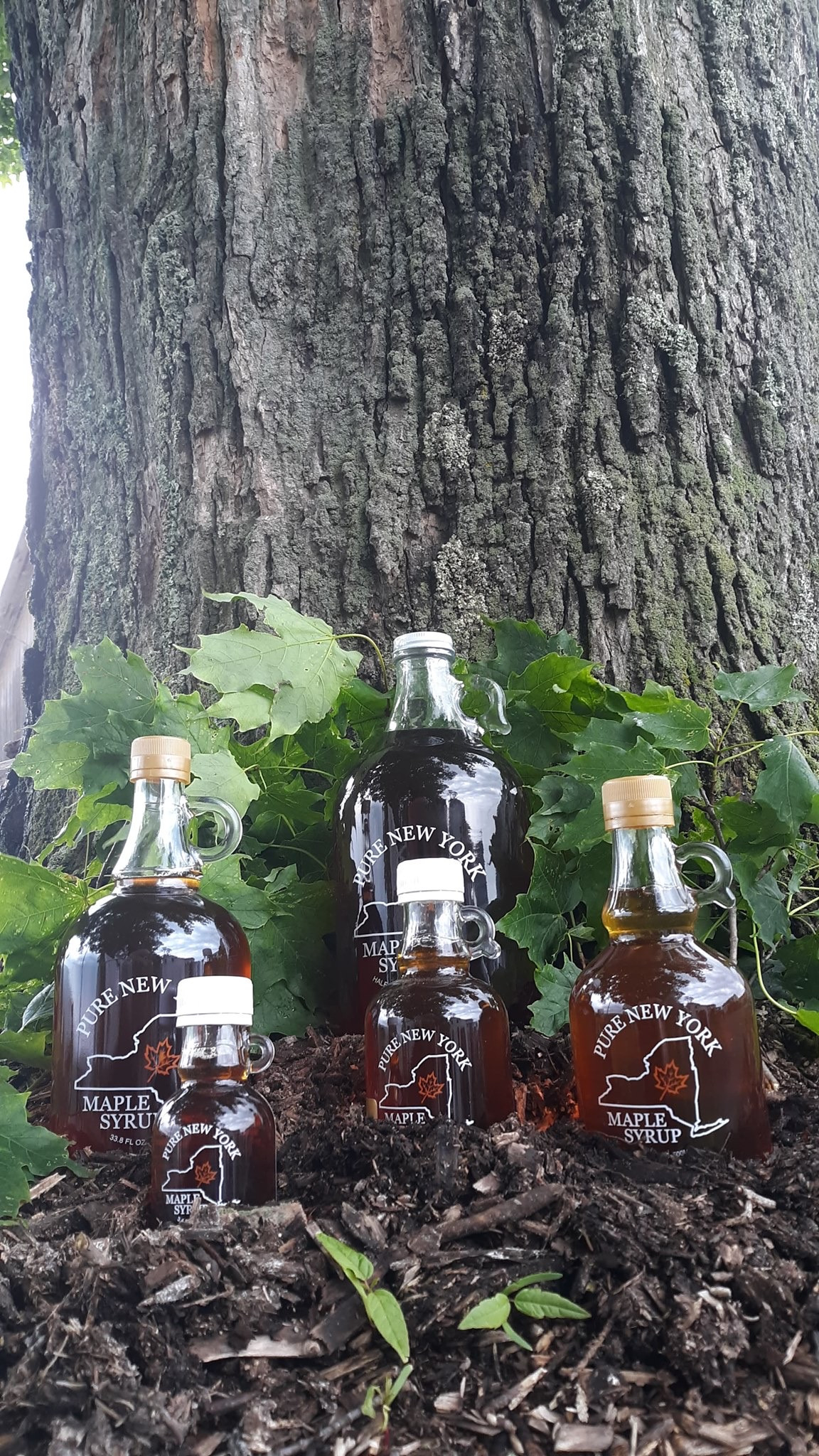 Maple Syrup, 1 Gallon