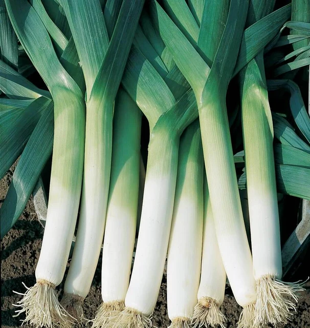 leek