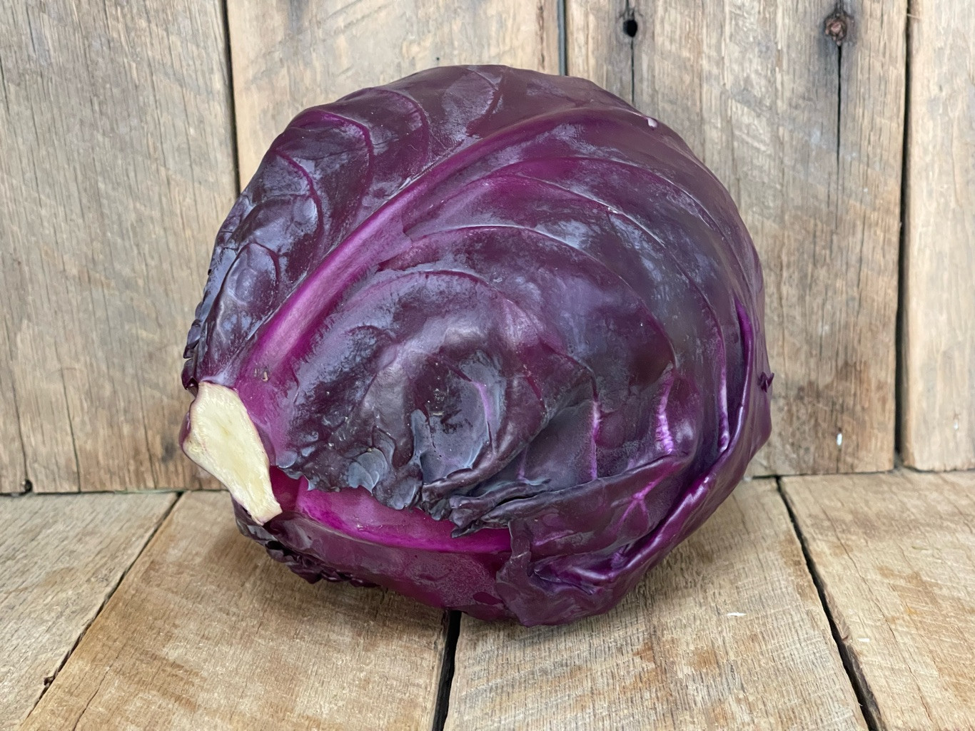 Red Cabbage