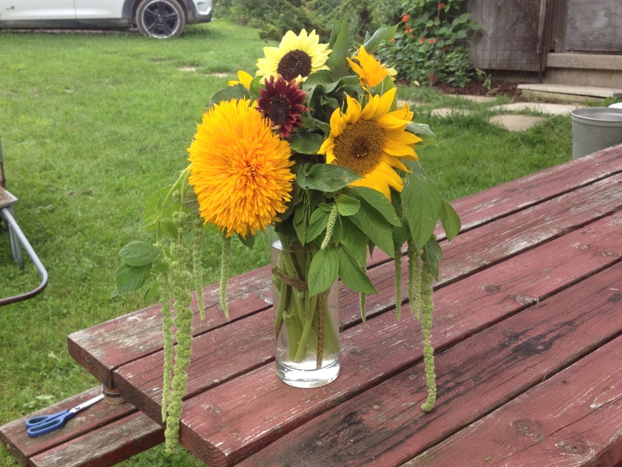 Bulk Bucket of Sunflowers