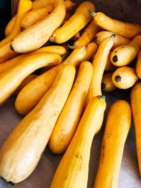 Yellow Squash