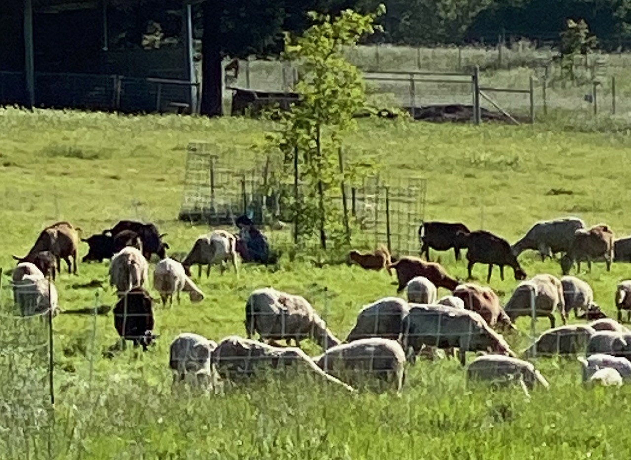 Whole Grass Finished Lamb