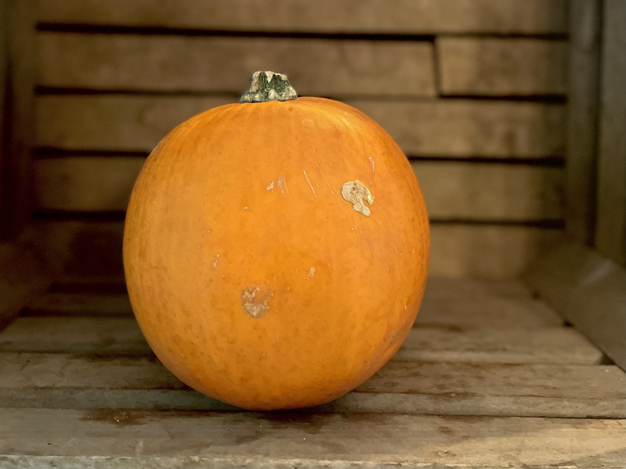 1 - Pumpkin Pie Pumpkin