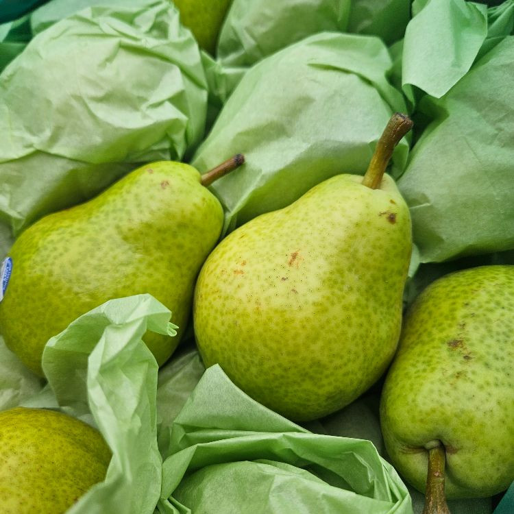 Pears, Bartlett (FIRST PENNSYLVANIA PEARS)