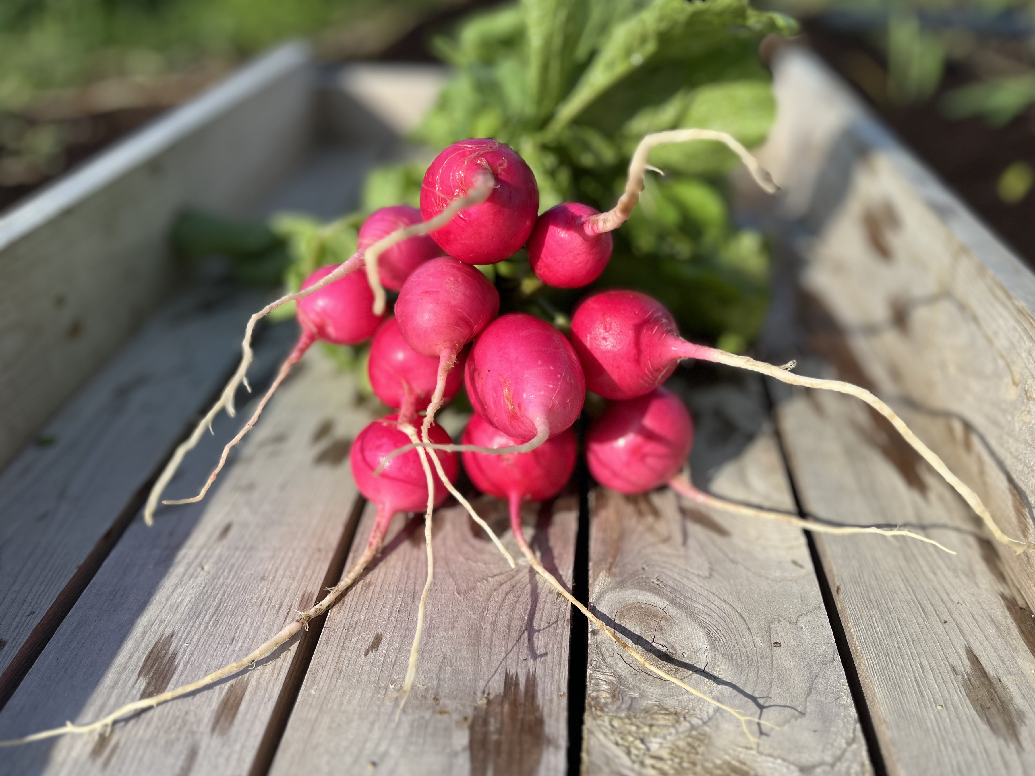 Pink Beauty Radishes