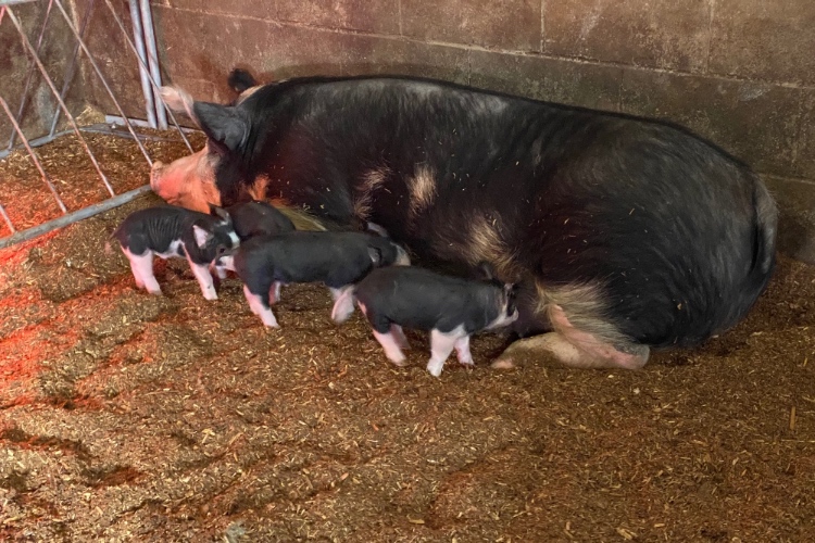 Mother's Day Weekend - Saturday Afternoon