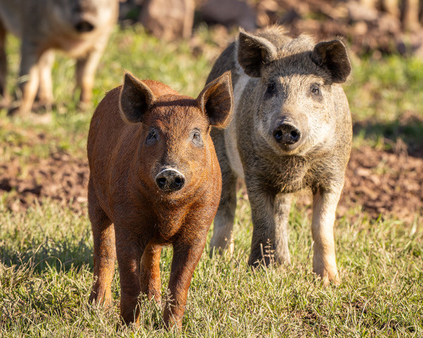 Piglets