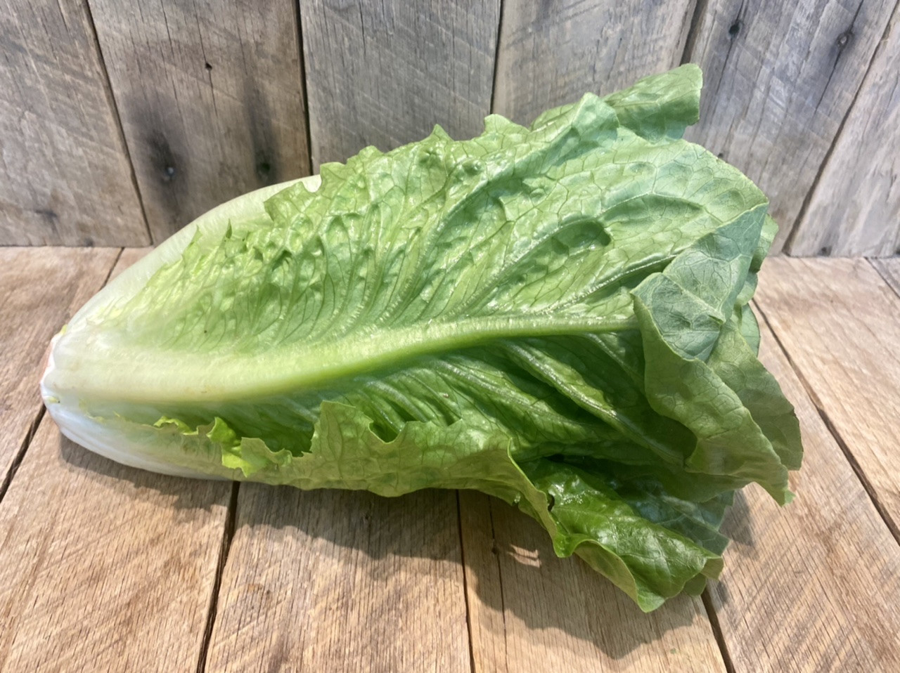 Green Romaine Lettuce