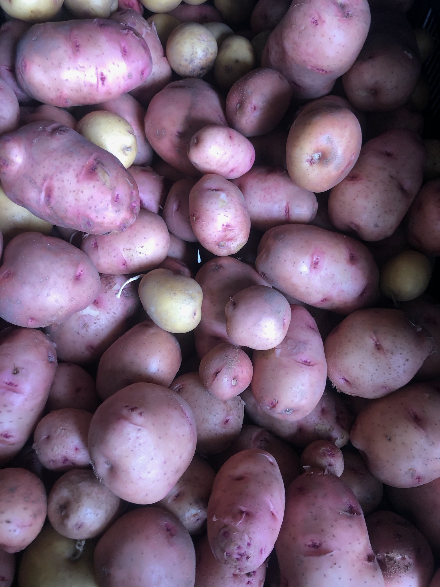 Organic Red Potatoes
