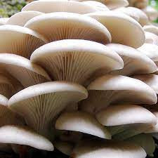 Oyster Mushrooms