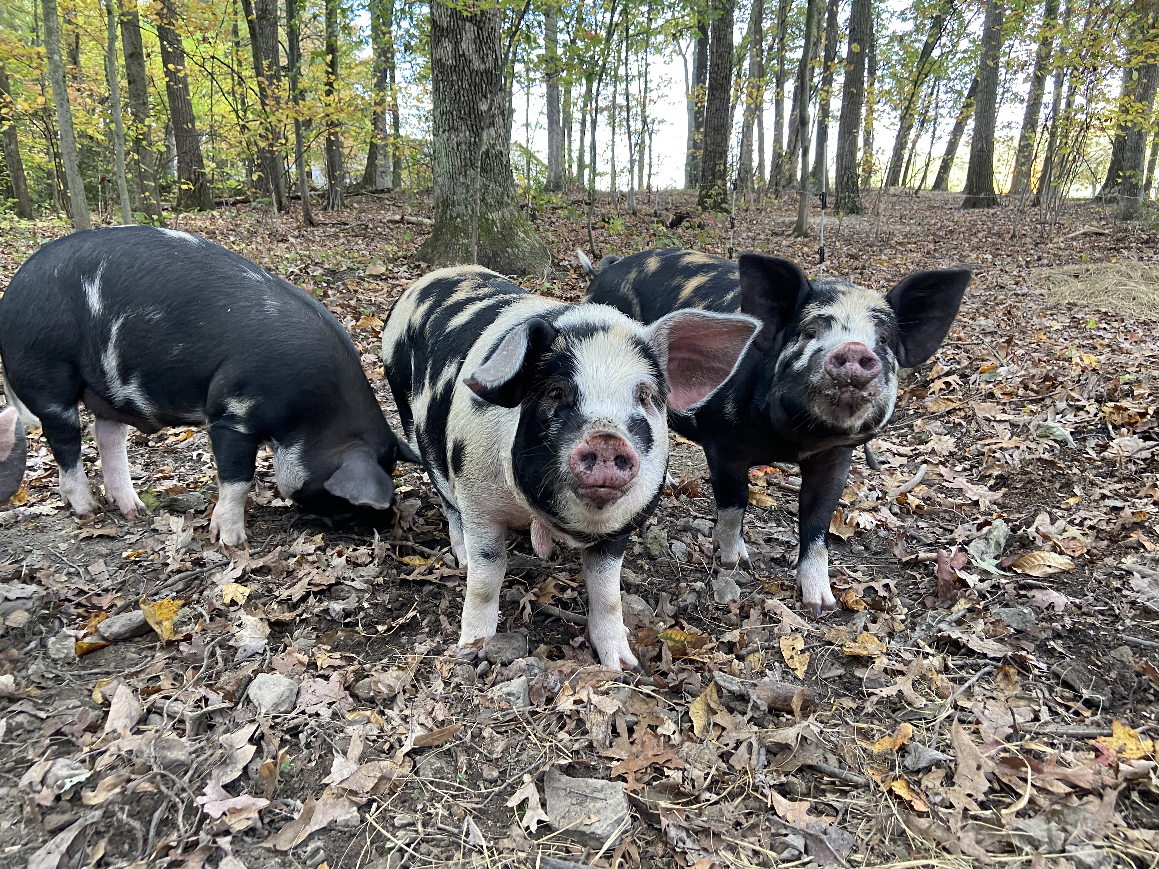 Whole Pig Pre Order Deposit