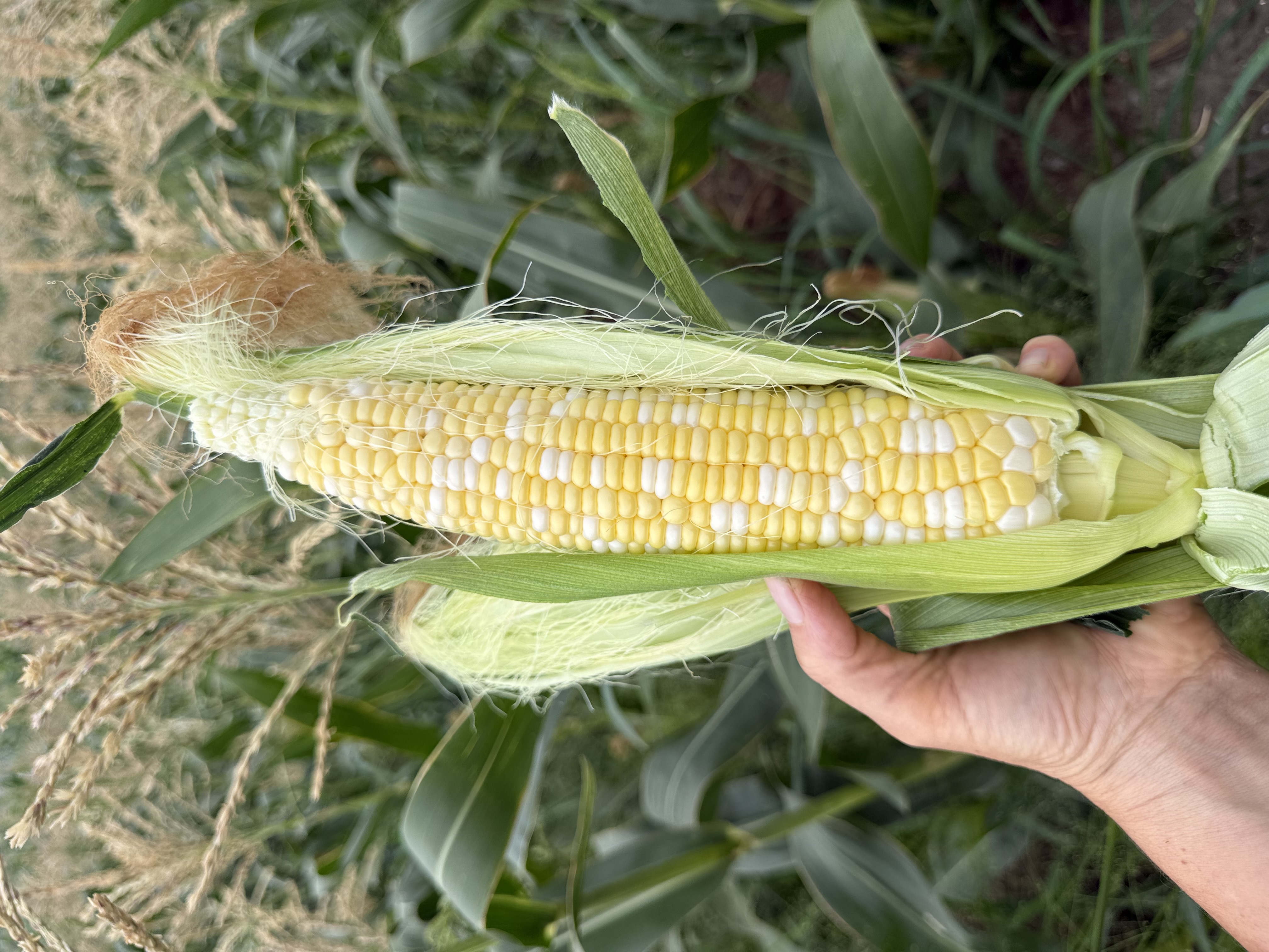 Sweet Corn (1 dozen)