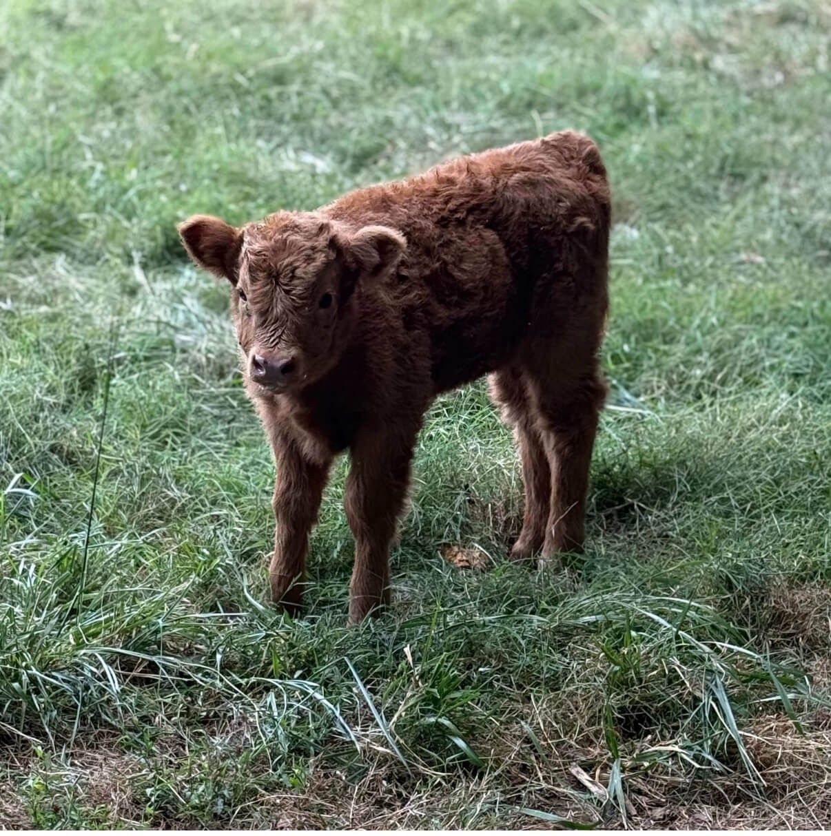 HHCA-A Yellow Highland Heifer